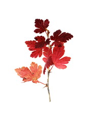 Red autumn branch from gooseberry Ribes uva-crispa isolated on white background