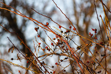 The berries of the wild rose Bush in winter and early spring, without leaves. Perezhivanie fruits overgrown shrub rose garden. Landscape through sunlight at sunset.