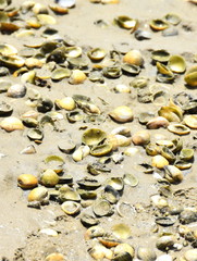 Lot of empty seashells laying on a sandy beach
