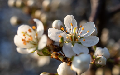 Macro shot of wild fruit tree blossoms. Beautiful white flowers, beginning of spring.