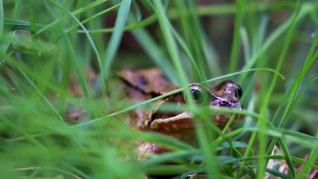 European common frog, Rana temporaria, amphibian at eye level amongst grass during spring in Scotland.