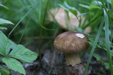 mushroom in forest