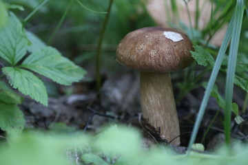 mushroom in forest
