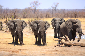 Fototapeta premium Four Elephants facing forward with a natural bush and plains background in Hwange National Park, Zimbabwe