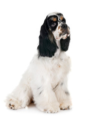 american cocker spaniel
