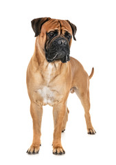 Obraz premium bullmastiff in studio