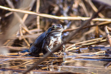 Frog