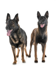 malinois and german shepherd