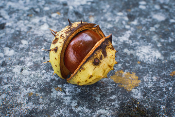 single chestnut in a shell, horse-chestnut, Aesculus - 256372921