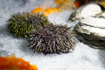 Sea urchin. Seafood on ice. Close up