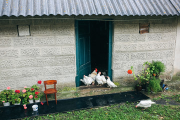 Obraz premium White hens and chickens are walking and eating in the village yard. Rustic style countryside photo. Domestic animals outdoors. Amazing natural house with flowers near the house.