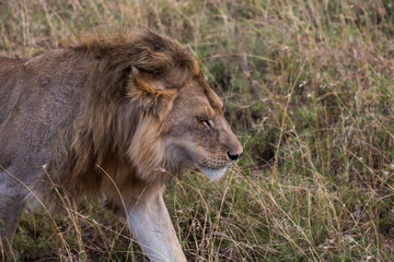 Löwe (Panthera leo)