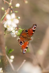 Peacock butterfly on a spring white flower in sunny weather