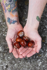 tatooed man holding chestnuts, horse chestnuts, Aesculus - 256373777