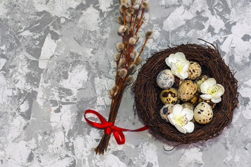 quail eggs in the nest and willow branch