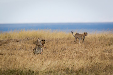Gepard - Acinonyx jubatus