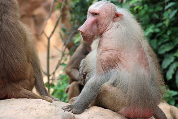 Hamadryas baboon 