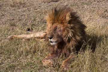 Löwe (Panthera leo)