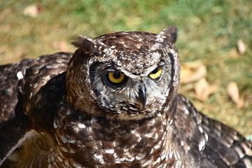 Owl, bird of darkness and night hunter