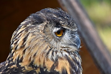 Owl, bird of darkness and night hunter