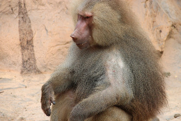 Hamadryas baboon 