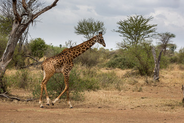 Giraffe (Giraffa)