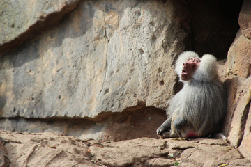 Obraz premium Hamadryas baboon 