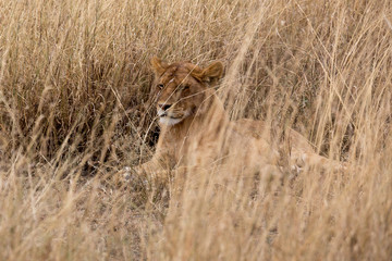 Löwe (Panthera leo)