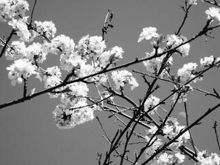 Liguria, Italy - 03/14/2019: Beautiful photography of the natural parks, near the seaside and in the village in winter with some first spring flowers and black and white background.