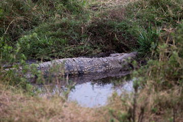 Krokodil in der Serengeti