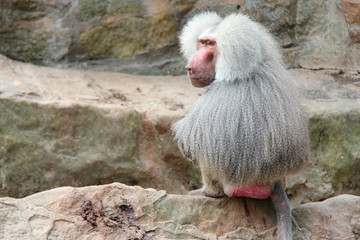Hamadryas baboon 