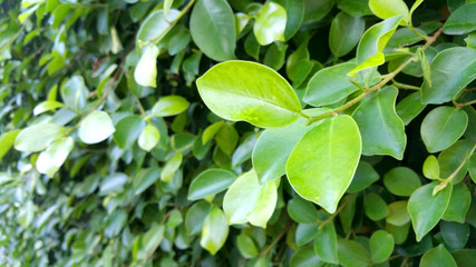 green leaves of a Bush in the garden