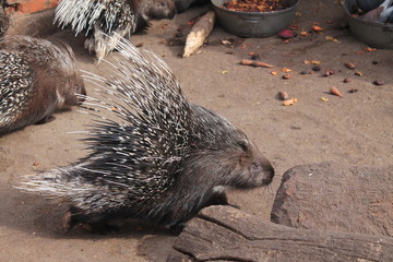 Prickly porcupine in the Odessa Zoo