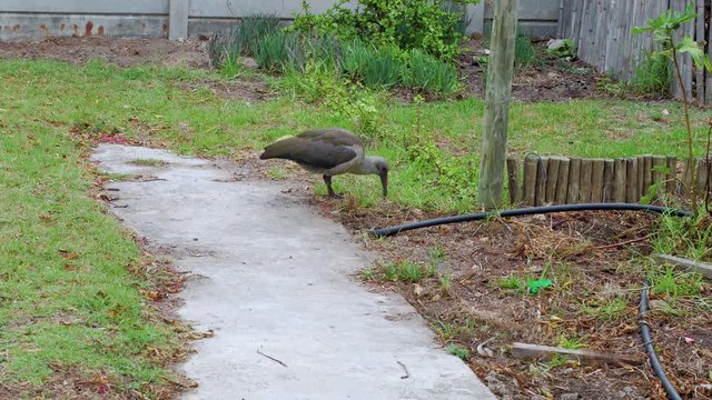 Unique Hadida bird in South Africa foraging for insects and worms in grass