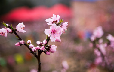 Fototapeta na wymiar peach blossom in spring,china