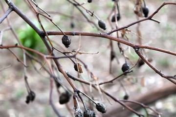 dry rosehip branches