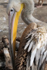 beautiful white pelican with a big yellow beak