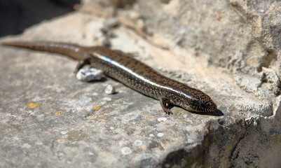 lizard on a rock