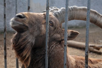 mountain goat with big horns behind the fence