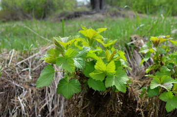 young currant