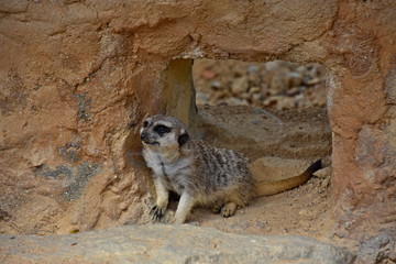 Meerkat, small and agile beast