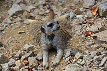 Meerkat, small and agile beast