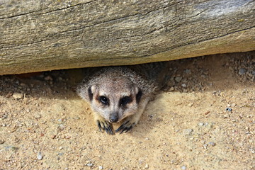 Meerkat, small and agile beast