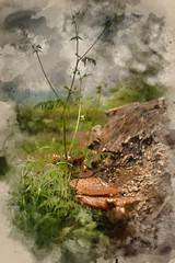 Watercolour painting of Bracket or shelf fungus on dead tree in forest with shallow depth of field in image