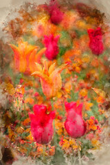 Watercolour painting of Stunning vibrant shallow depth of field landscape image of flowerbed full of tulips in Spring