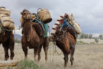 Camels carrying load