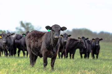 Angus herd with heifer in foreground - obrazy, fototapety, plakaty