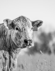Beef cow head portrait BW