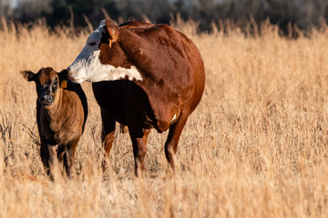 Hereford cow with calf to the left
