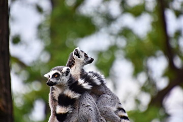 Naklejka na ściany i meble Lemur, belongs to the order of primates, a snapshot of a zoo